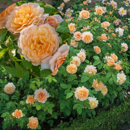 Rosa 'Grace' - Roos 'Grace' 